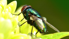 Schmeißfliege (7).jpg